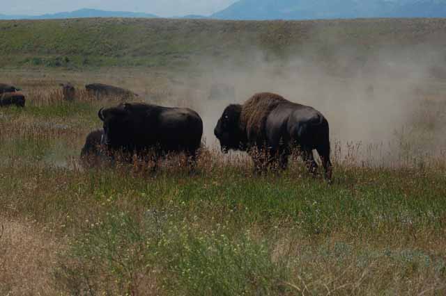 bison on the road